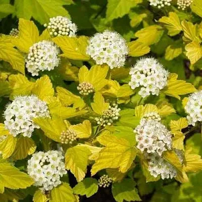 Пузыреплодник ДАРТС ГОЛД  Пузыреплодник ДАРТС ГОЛД в Смоленске