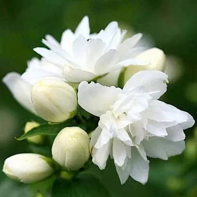 Жасмин ШНЕЕШТРУМ в Смоленске