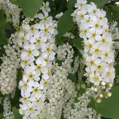 Черемуха САМОПЛОДНАЯ  Черемуха САМОПЛОДНАЯ в Смоленске