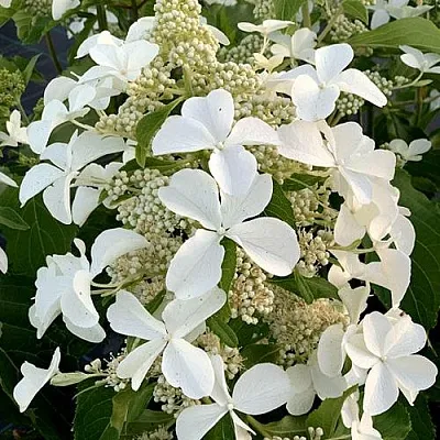 Гортензия ЛЕВАНА метельчатая в Смоленске