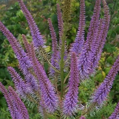 Вероникаструм ФАСЦИНЕЙШН  Вероникаструм ФАСЦИНЕЙШН в Смоленске