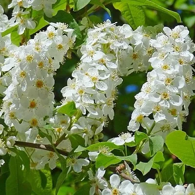 Черемуха ЧАЙКА  Черемуха ЧАЙКА в Смоленске