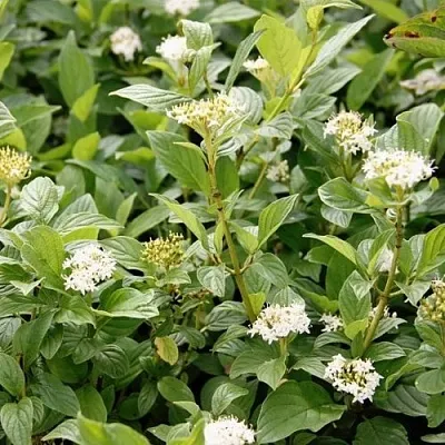 Дерен ФЛАВИРАМЕА отпрысковый  в Смоленске