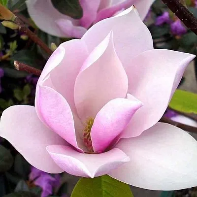 Магнолия АЛЕКСАНДРИНА  в Смоленске