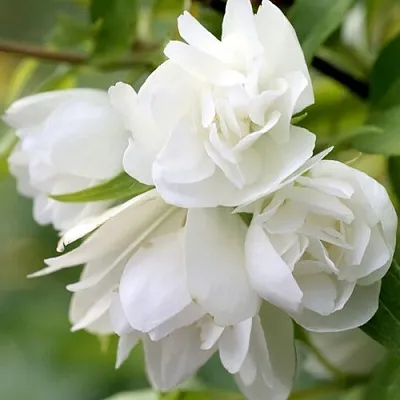 Жасмин МАНТО Д’ЭРМИН в Смоленске