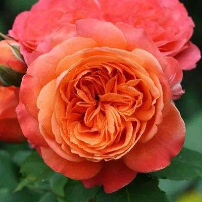 Саженцы роз ЭМИЛЬЕН ГИЙО шраб в Смоленске