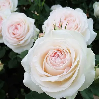 Саженцы роз ПАЛЕ РОЯЛЬ плетистая  Саженцы роз ПАЛЕ РОЯЛЬ плетистая в Смоленске