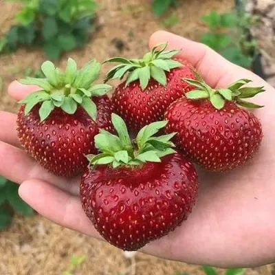 Клубника МАЛЬВИНА — описание сорта Клубника МАЛЬВИНА в Смоленске