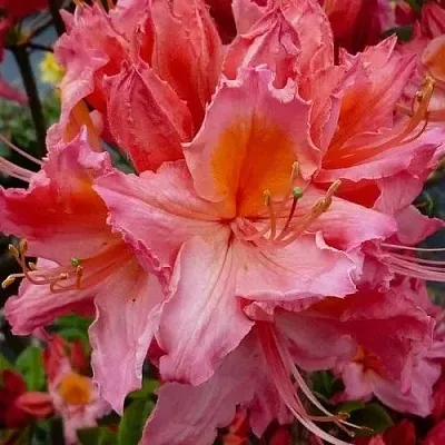 Азалия ПИНК ДЕЛАЙТ листопадная	  Азалия ПИНК ДЕЛАЙТ листопадная	 в Смоленске