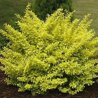 Барбарис АУРЕА тунберга  Барбарис АУРЕА тунберга в Смоленске