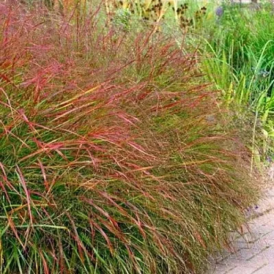 Просо ШЕНАНДО прутьевидное  Просо ШЕНАНДО прутьевидное в Смоленске