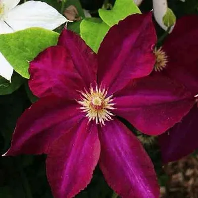 Клематис МАЗОВШЕ в Смоленске