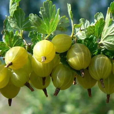 Крыжовник ХИННОНМАЙНЕН КЕЛЬТАЙНЕН в Смоленске