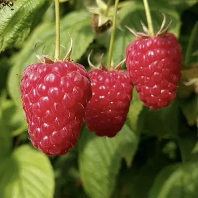 Малина МАПЕМА   Малина МАПЕМА  в Смоленске