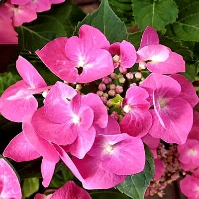 Гортензия ТАУБЕ крупнолистная  Гортензия ТАУБЕ крупнолистная в Смоленске