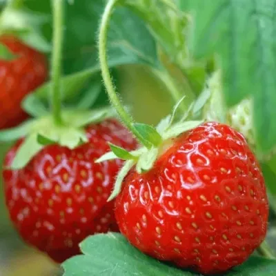 Клубника КОРОНА — описание сорта Клубника КОРОНА в Смоленске