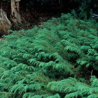 Микробиота Микробиота в Смоленске