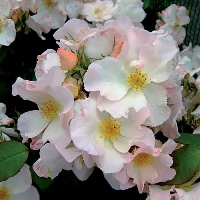 Саженцы роз САЛЛИ ХОЛМС мускусная  Саженцы роз САЛЛИ ХОЛМС мускусная в Смоленске