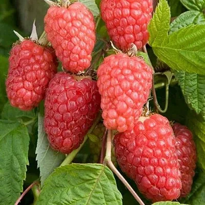 Малина КАСКАД ДЕЛАЙТ  Малина КАСКАД ДЕЛАЙТ в Смоленске