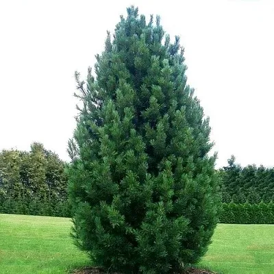 Сосна кедровая   Сосна кедровая  в Смоленске