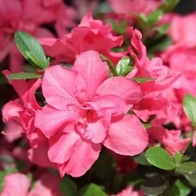 Азалия РОКОКО японская  Азалия РОКОКО японская в Смоленске