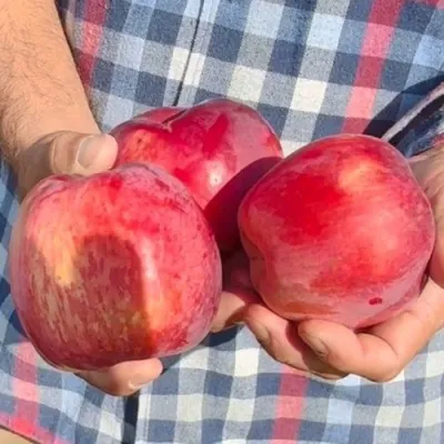 Яблоня ПАМЯТЬ КОВАЛЕНКО в Смоленске