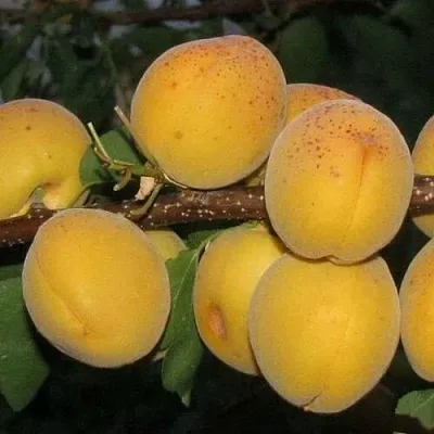 Абрикос ДЕСЕРТНЫЙ ГОЛУБЕВА в Смоленске