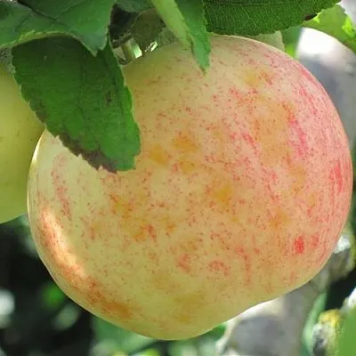 Яблоня ЛЕТНЕЕ СЛАДКОЕ в Смоленске