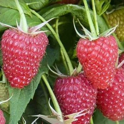 Малина ЕВРАЗИЯ  Малина ЕВРАЗИЯ в Смоленске