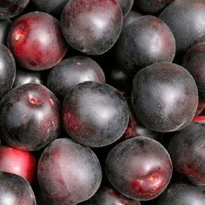 Абрикос ЧЕРНЫЙ ПРИНЦ в Смоленске