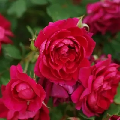 Саженцы роз КВАДРА плетистая  Саженцы роз КВАДРА плетистая в Смоленске