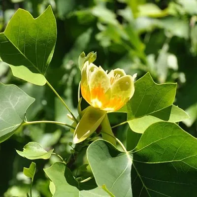 ЛИРИОДЕНДРОН тюльпанный в Смоленске