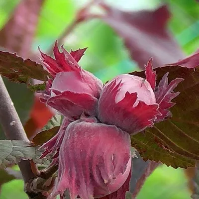 Фундук КАРДИНАЛ в Смоленске