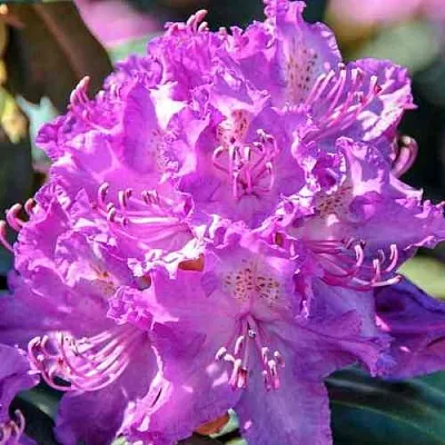 Рододендрон АЛЬФРЕД  Рододендрон АЛЬФРЕД в Смоленске