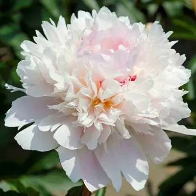 Пион АЛЕРТИ травянистый  Пион АЛЕРТИ травянистый в Смоленске