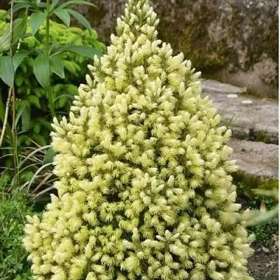 Ель МАЙГОЛД колючая в Смоленске