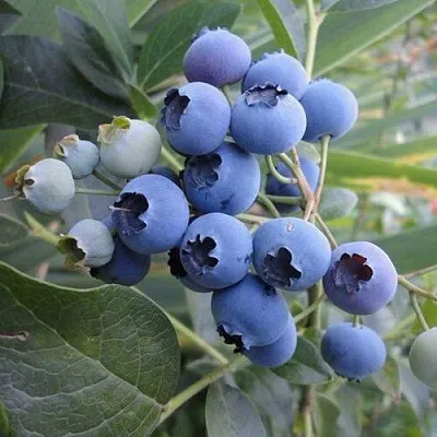 Голубика ЛЕГАЦИЯ  Голубика ЛЕГАЦИЯ в Смоленске