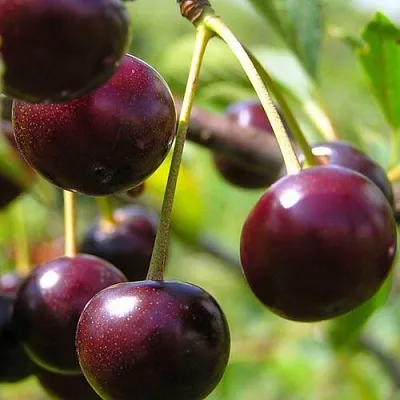 Вишня ЛИВЕНСКАЯ  Вишня ЛИВЕНСКАЯ в Смоленске