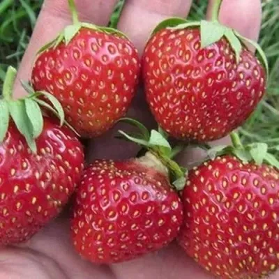 Клубника ВИМА ЗАНТА — описание сорта Клубника ВИМА ЗАНТА в Смоленске