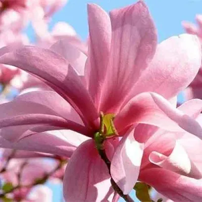 Магнолия ГАЛАКСИ в Смоленске