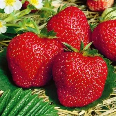 Клубника ВИМА ЗАНТА — описание сорта Клубника ВИМА ЗАНТА в Смоленске