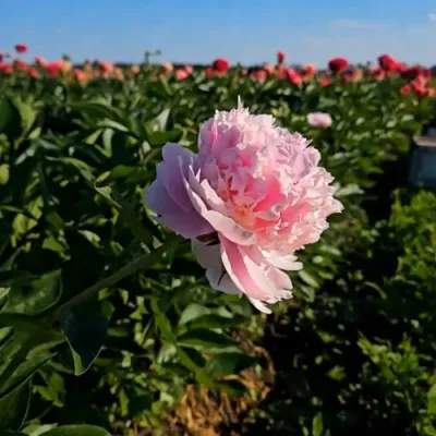 Пион ИМПЕРАТОРСКАЯ НАЛОЖНИЦА древовидный в Смоленске