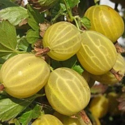 Крыжовник КУРШУ ДЗИНТАРС в Смоленске