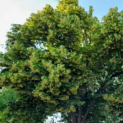 Липа  Липа в Смоленске