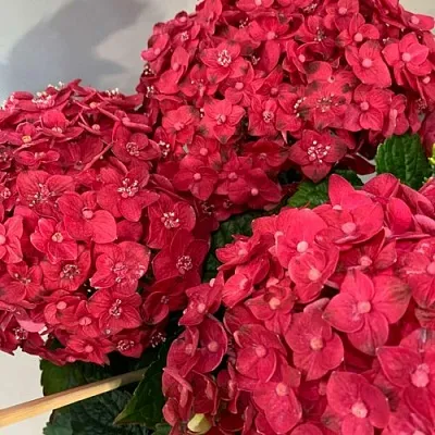 Гортензия ЭНДЛЕСС САММЕР ЛАВ крупнолистная  Гортензия ЭНДЛЕСС САММЕР ЛАВ крупнолистная в Смоленске