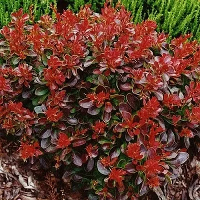 Барбарис КАРМЕН тунберга  Барбарис КАРМЕН тунберга в Смоленске