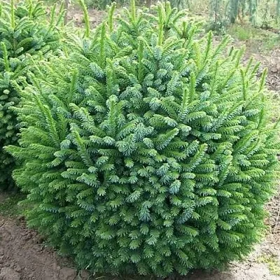 Ель НАНА сербская в Смоленске