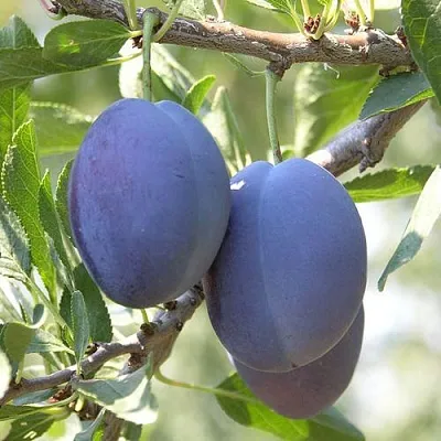 Слива СТЭНЛИ  Слива СТЭНЛИ в Смоленске