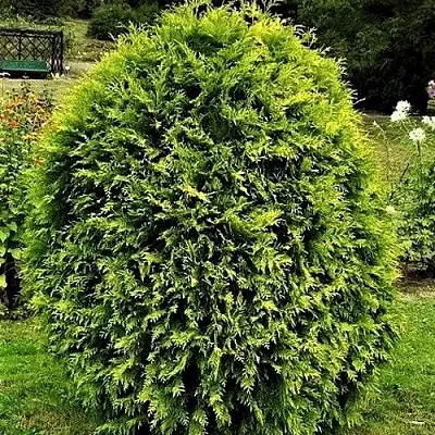 Туя ТИП ТОП западная в Смоленске