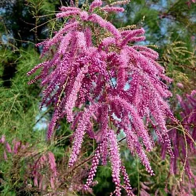 Тамарикс ПИНК КАСКАД  Тамарикс ПИНК КАСКАД в Смоленске